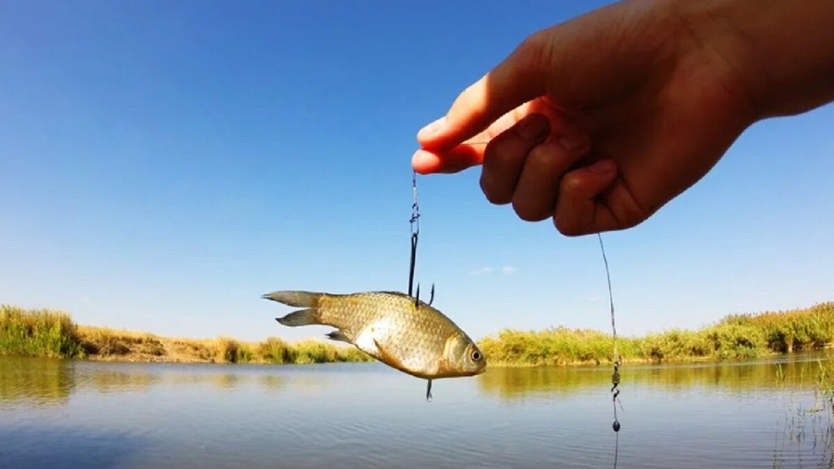 Рыбалка щуку берега
