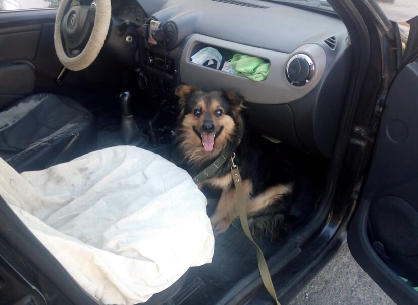 Платошка после спасения