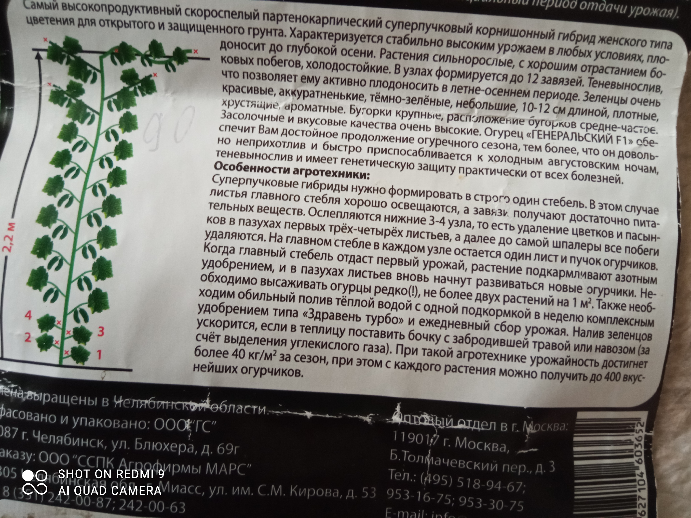 Идеальный сорт огурцов для регионов с прохладным климатом. Едим огурцы до глубокой осени3