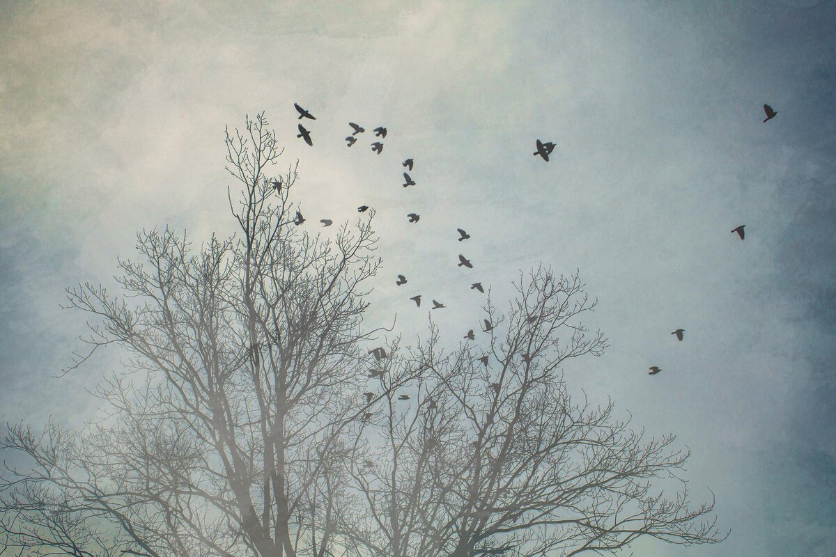 с сайта Pixabay