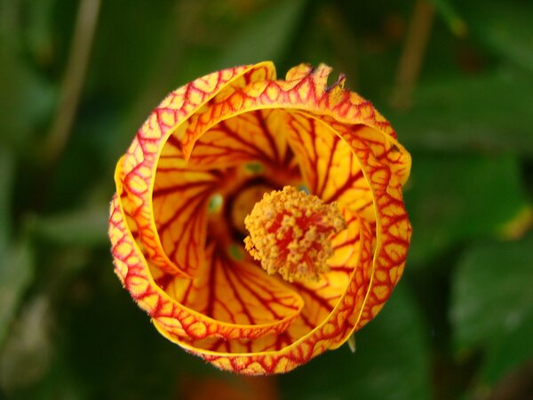 20 de plante cu aspect ciudat care există în natură