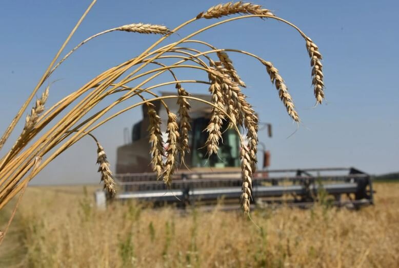 Урожай зерна в России (иллюстрация из открытых источников)