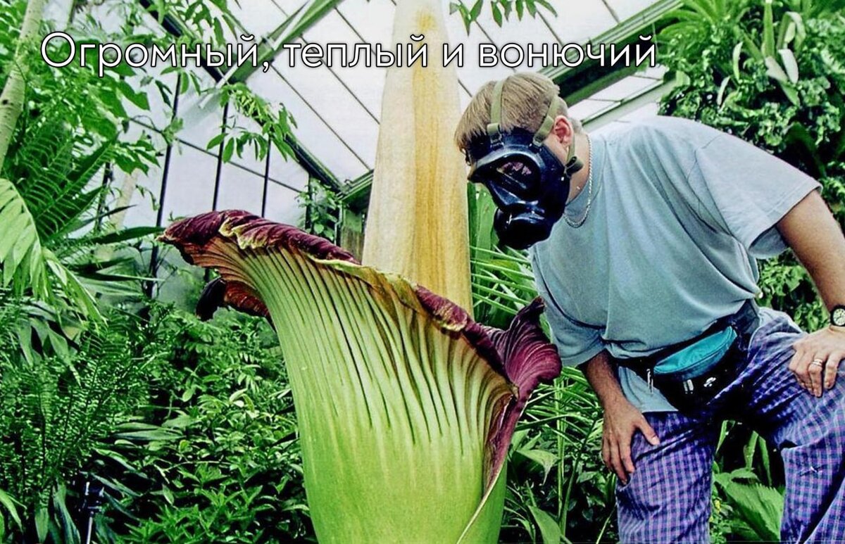 🌸 Огромный, теплый и вонючий.

Этот цветок называется Аморфофаллус - титанический имеет неповторимое соцветие-початок и клубни больших размеров. Растение характеризуется наличием прямостоячего стебля, одним листом, размер которого может достигать 3 метров.

Первый раз после посадки цветок зацветает через 10 лет. А надземная зеленая часть растения появляется по мере увядания цветка. После этого у основания початка образуются ягоды ярких расцветок.

Цветение происходит нерегулярно. Иногда для образования соцветия нужно 6 лет, а иногда имеется возможность наблюдать почти каждый год, как развивается одно из уникальных растений планеты.

