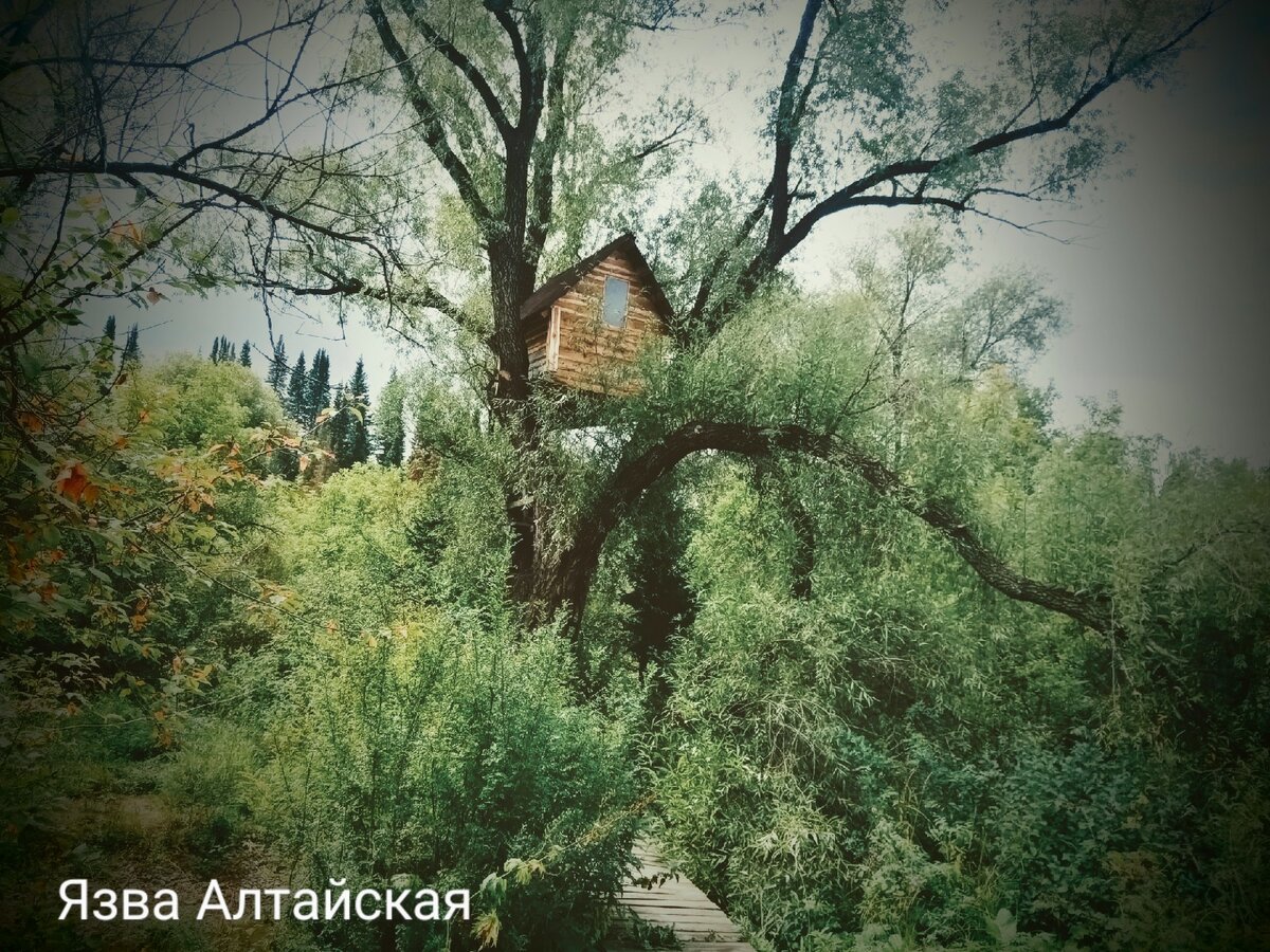 Молоток. Часть 1 | Язва Алтайская. | Дзен