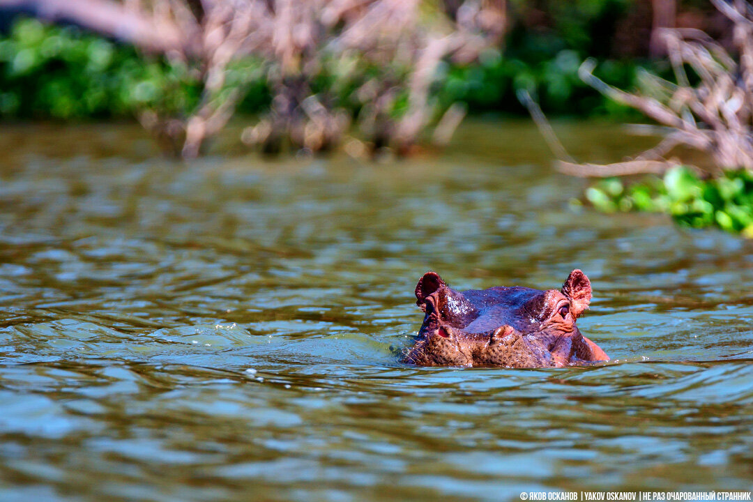 Добавьте описание