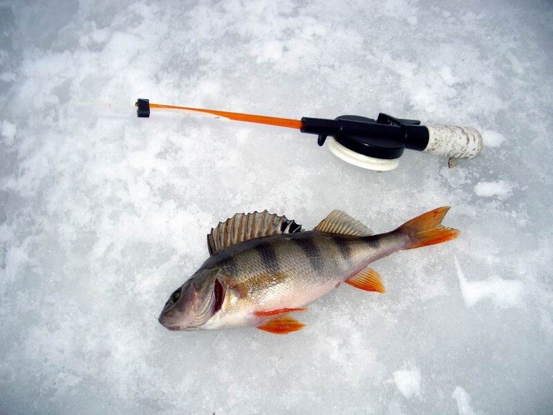 Как самому сделать удочку для зимней рыбалки на окуня