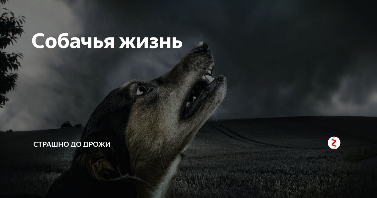 Страшно до дрожи