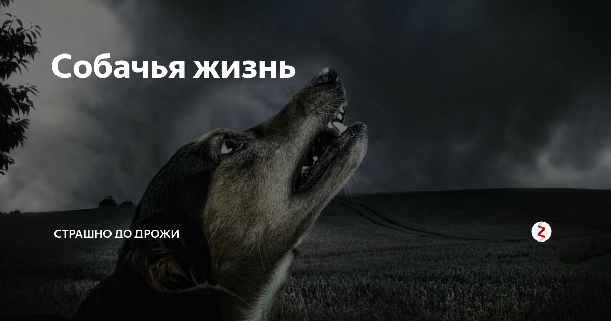 Пугающие до дрожи. Стоп дог. Make it stop Dog.