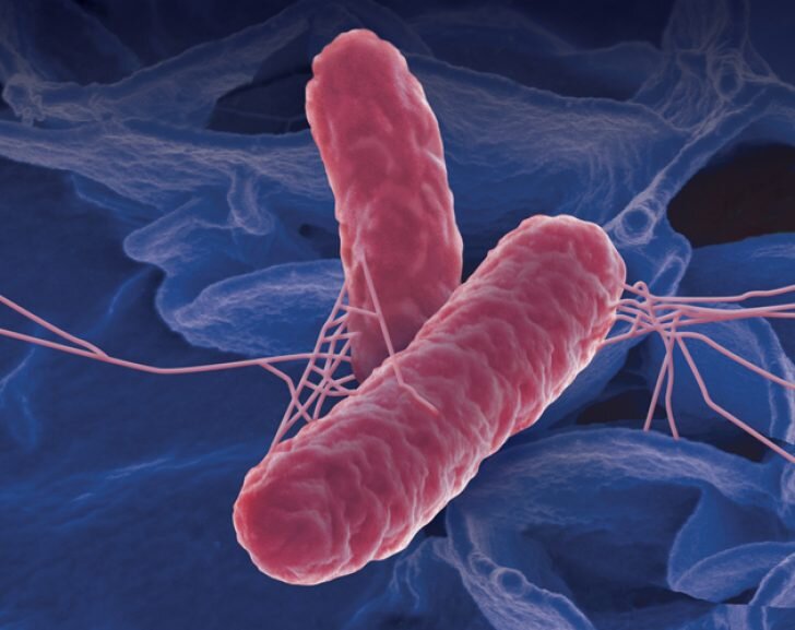  Salmonella
