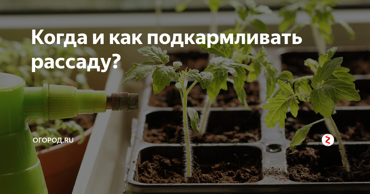 Как полить помидоры янтарной кислотой. Поливать рассаду. Подкормить рассаду. Подкормка рассады томатов после пикировки. Полив лаврушкой рассаду.