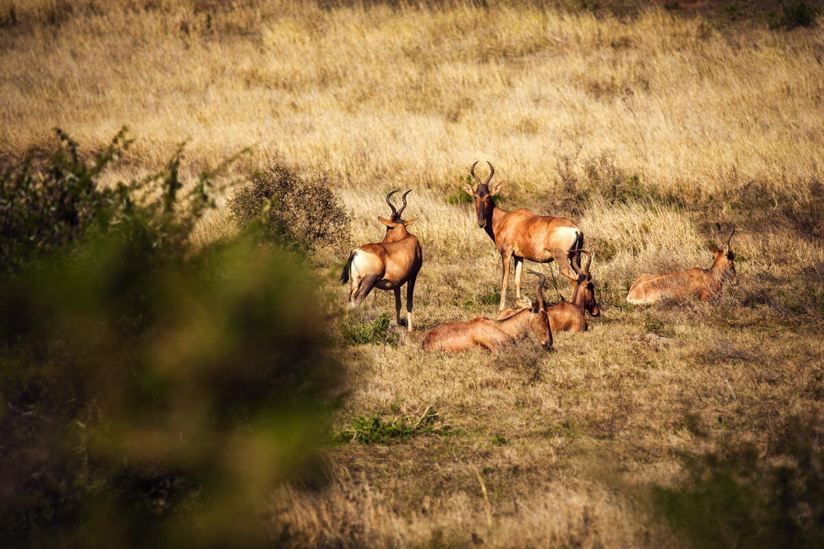 АВТОР СТАТЬИ: ЕЛЕНА ГОРБУНОВА