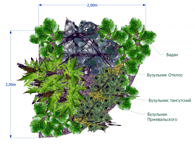 Клумбы с баданом схема