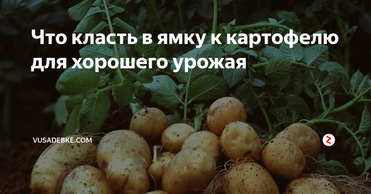 В какие дни можно сажать картошку. Удобрение для картофеля при посадке. Посадка картофеля в лунки. Что добавить в лунку при посадке картофеля. Удобрение для картофеля при посадке в лунку.