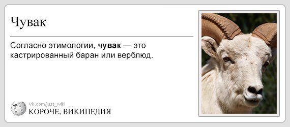 Что значит при делах в слове пацана. Чувак значение слова. Чувак происхождение слова. Чувайка значение слова. Чувак значение слова кастрированный баран.