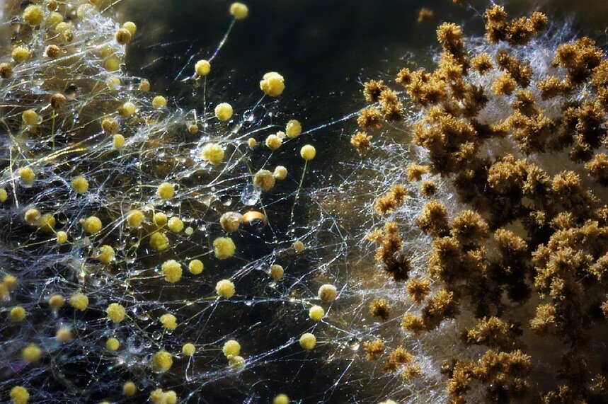 Если в вашем гнездышке начали появляться черные пятна на стенах, кафеле или потолке, то будьте уверены, вас настигла плесень. 
Плесневые грибы- это сложный и очень приспособленный организм. Благодаря своей структуре, плесень очень устойчива во внешней среде, а под влиянием радиации и облучения ведет себя очень и очень яростно!