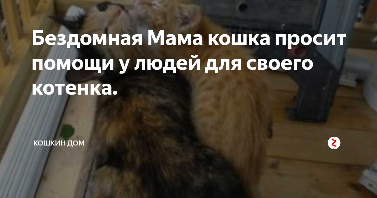 Котенок просит помощи. Картинка кошка просит помощь. Котята просят жестокости. Котёнок просит помощи-Дон.