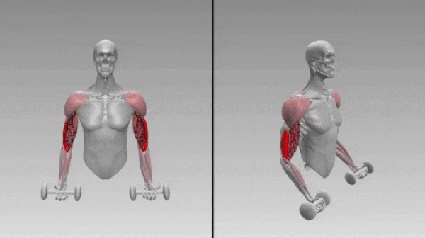 Симуляция работы мышц