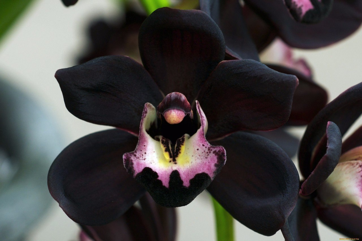 Существует ли в природе черная орхидея