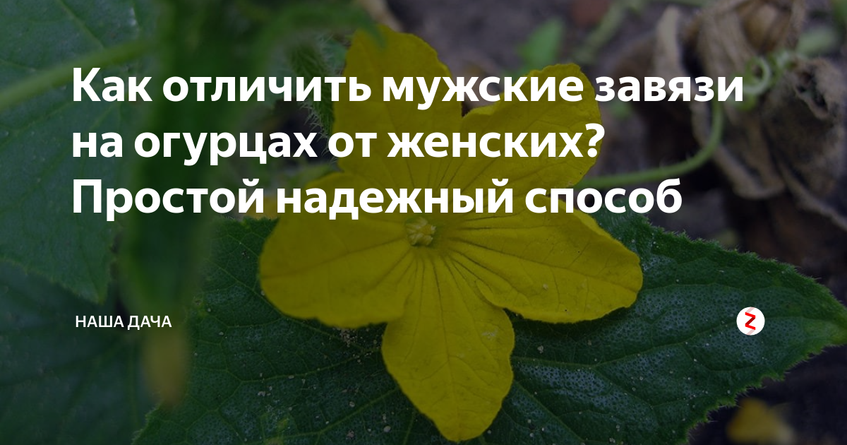 Цветение огурцов (11 фото): как отличить мужские цветы от женских? Строение цветов. Что делать, если на огурцах только мужские соцветия?