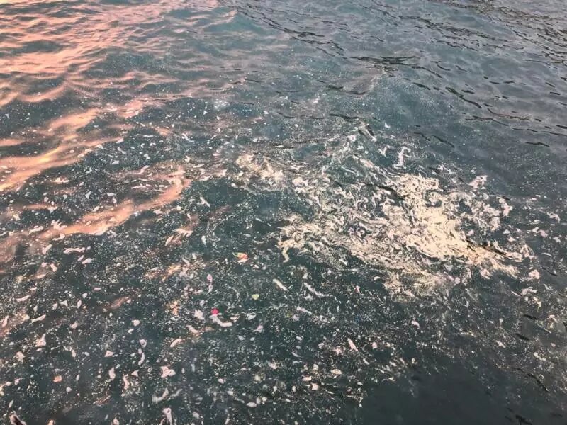 Фотография моя, сделана несколько недель назад на пляжах Мамайки 