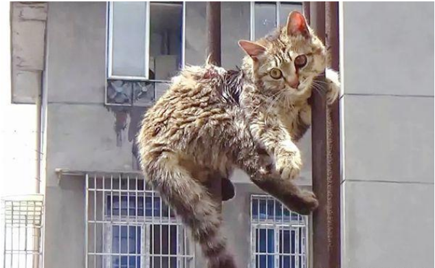  По какой-то причине котенок повис на стальной трубе на крыше и два дня висел на ней.  26 апреля котенок был спасен восторженными гражданами и пожарными.