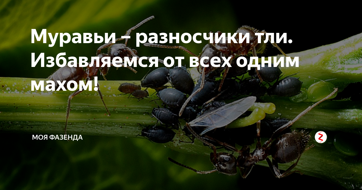 Как избавиться от тли на укропе. Мураши трава. Муравьиная трава айхерб. Как избавиться от тли на Березе.