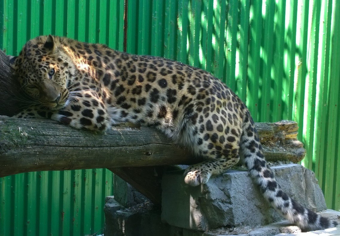 На этой неделе иркутская зоогалерея отметила День рождения. Ей исполнилось 13 лет.А вот один из первых питомцев зоогалереи, с которого все и началось.