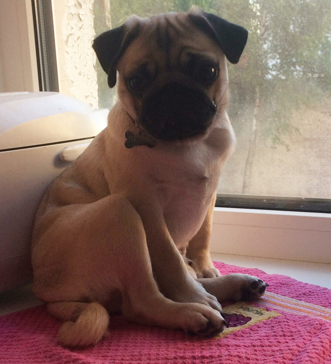 Его правое ушко на этом фото лежит правильно, а левое - нет.