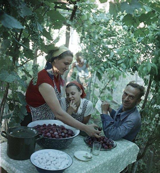 Варенье из фруктов собственного сада. Всеволод Тарасевич, июль 1957 года, Грузинская ССР, г. Рустави, из архива МАММ/МДФ.
