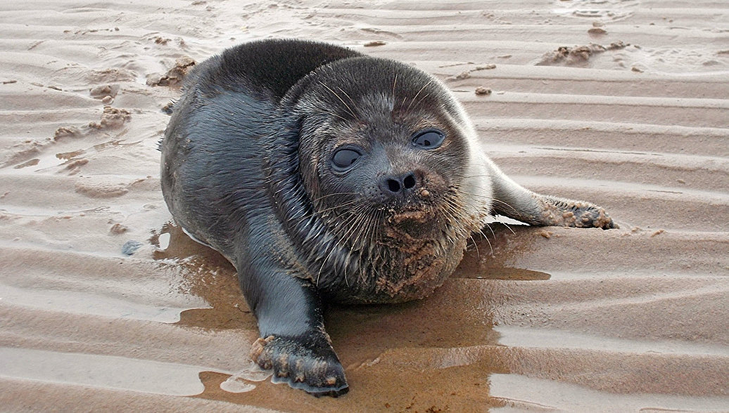 Аааааа...  Милота, уровень - бог!