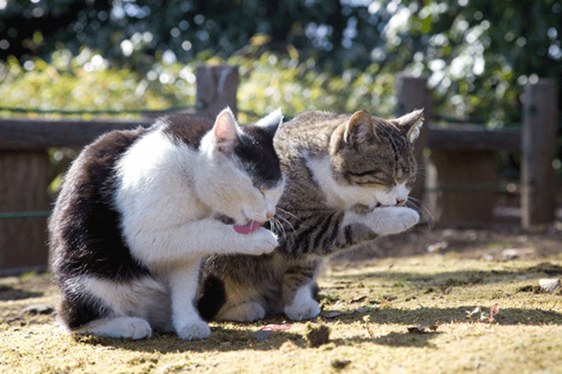 Картинки кошка лижет