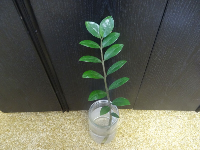 Черенкуем замиокулькас. Замиокулькас укоренить. Замиокулькас черенкование. Укоренить замиокулькас черенком. Замиокулькас размножение.