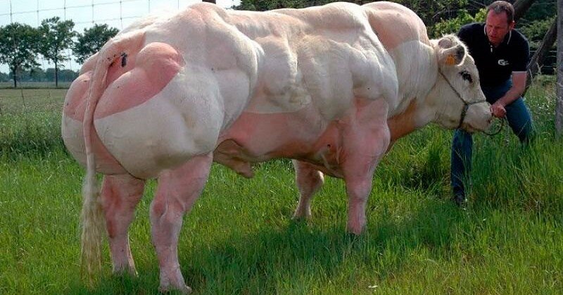 Бельгийская корова также имеет необычный окрас 