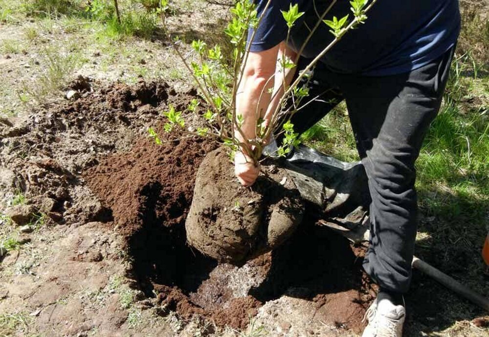 Посадка кустов деревьев