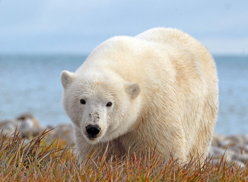 Подписывайтесь на канал, ставьте лайки.
