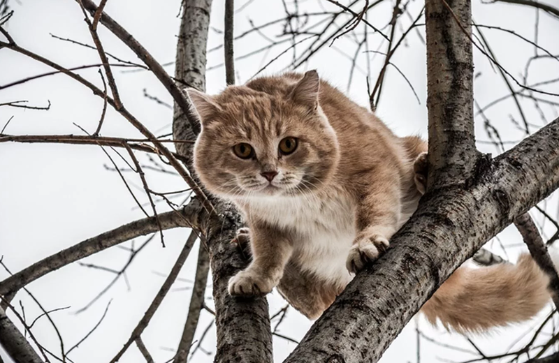 Как снять кошку с дерева. Куда звонить. Куда обратиться.