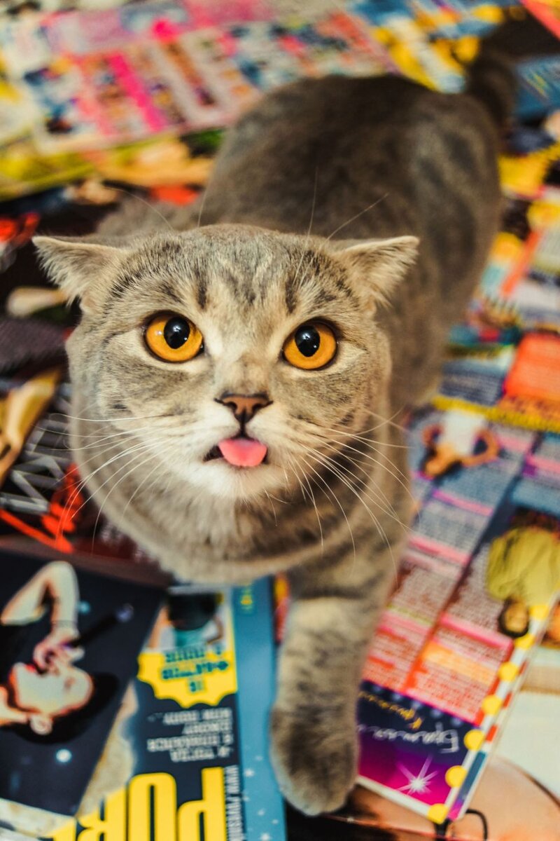 Кошка показывает язык. Кошка высунутая. Почему коты высовывают. Чкот с высунутым языком. Кот с высунутым языком.
