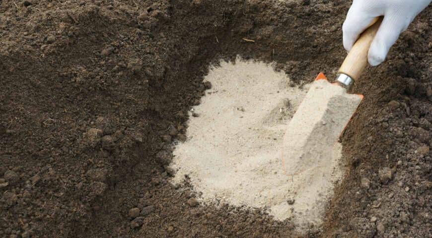 Источник фото: https://www.supersadovnik.ru/binfiles/images/20170906/b8ec964b.jpg