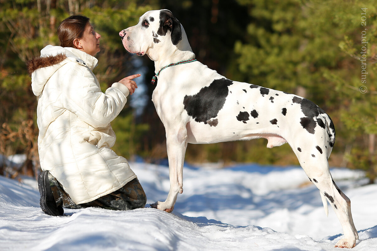 ** Это я и мой немецкий дог Кешка (19.06.2011 — 07.12.2017), по родословной известный как Tellus Danes Wielislaw. Этот кадр снят не другим человеком, а мной с помощью Wi-Fi управления камерой Canon EOS 6D со смартфона. Такое своеобразное продвинутое селфи. Зима 2014-го года.