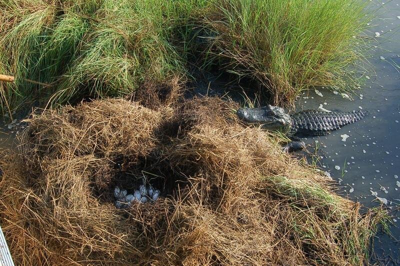 Даже у крокодила есть свой коттедж в тропической стране! А у меня нет(