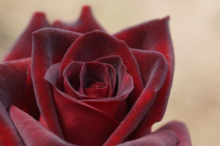 Лучшие сорта роз для Магаданской области: название, фото и описание