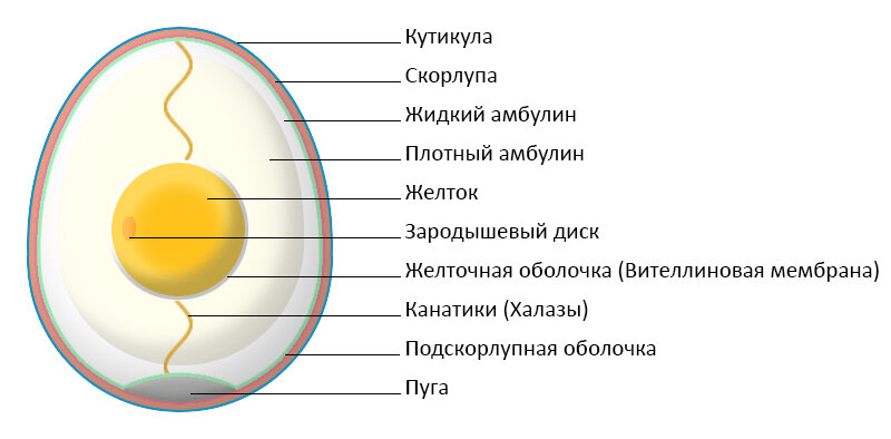 ВЕТЕРИНАРНО-САНИТАРНАЯ ОЦЕНКА ЯИЦ ПРИ ИНФЕКЦИОННЫХ БОЛЕЗНЯХ ПТИЦ