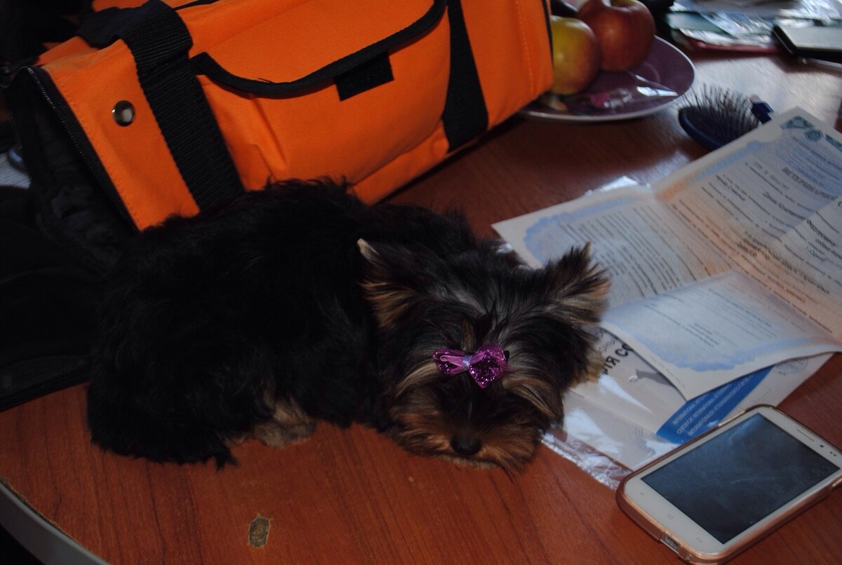 Прилетел на самолете