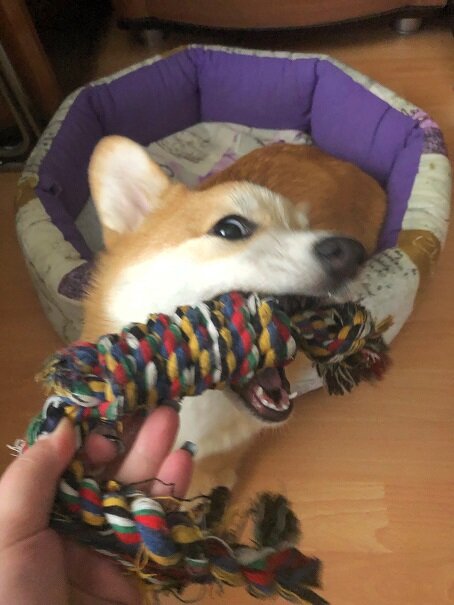 Вот так я играю со своей хозяйкой.