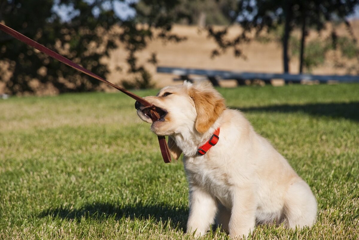 Dog bit. Поводок для собак. Щенок с поводком. Щенок на прогулке. Приучение к поводку.