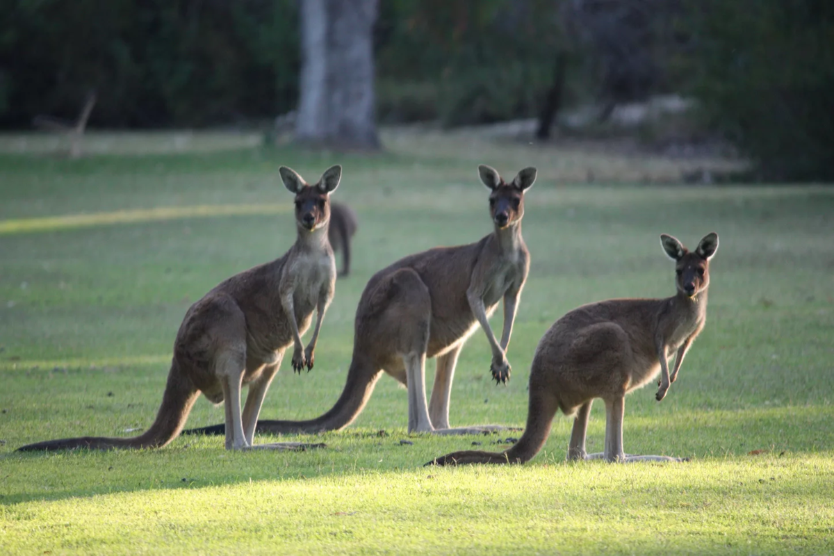 Австралия фото природы и животных