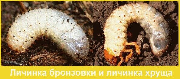 Сад и огород, участок, овощи, ягоды, полезные советы, дачники 
