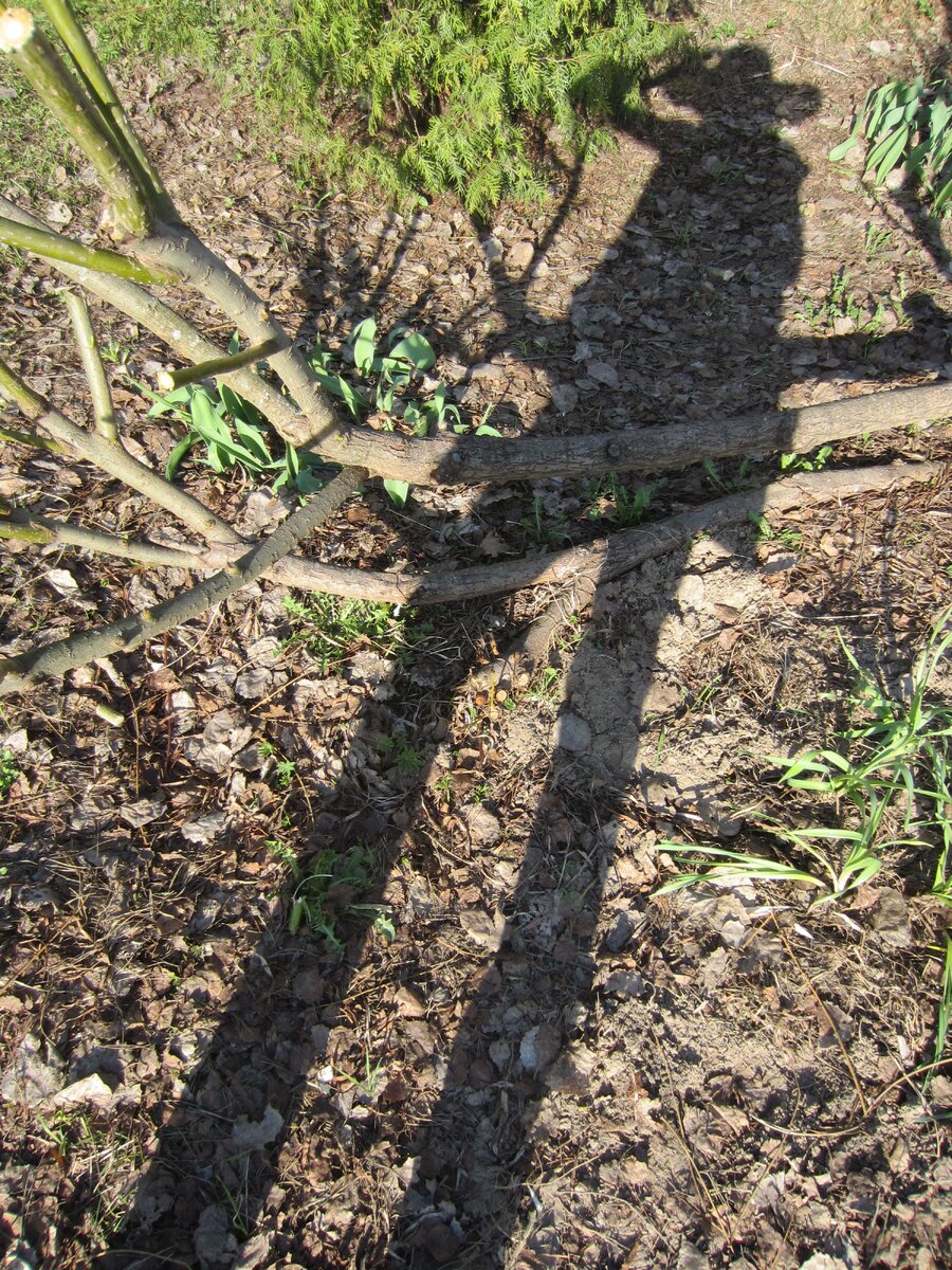 Резкие границы между светом и тенью и тень фотографа испортят почти любое фото...