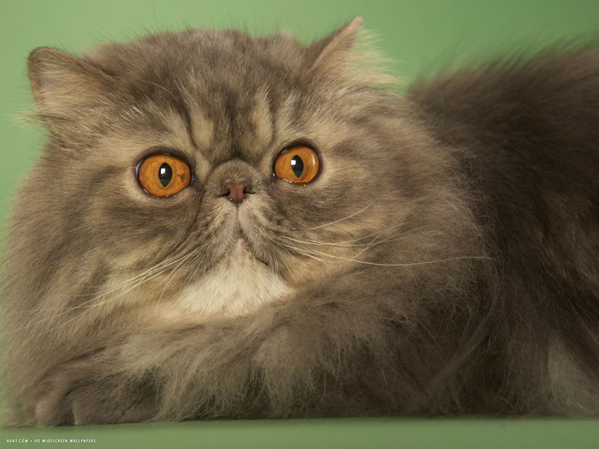 Метовые персы. Персидская кошка. Персидская длинношерстная шиншилла. Персидский британец кот. Полуперсидская кошка.