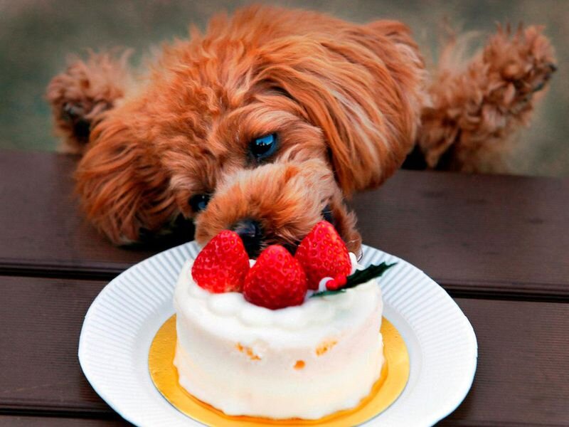 Животные и сладости. Милые животные с тортиком. Сладкие собачки. Тортики с собачками.